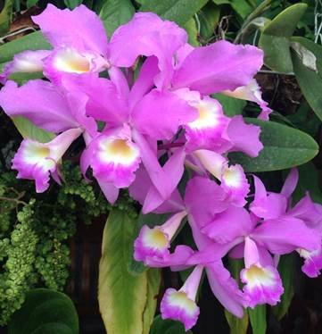 Orquideas.jpg