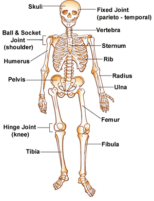 K-skeleton-300x391-enIL.gif