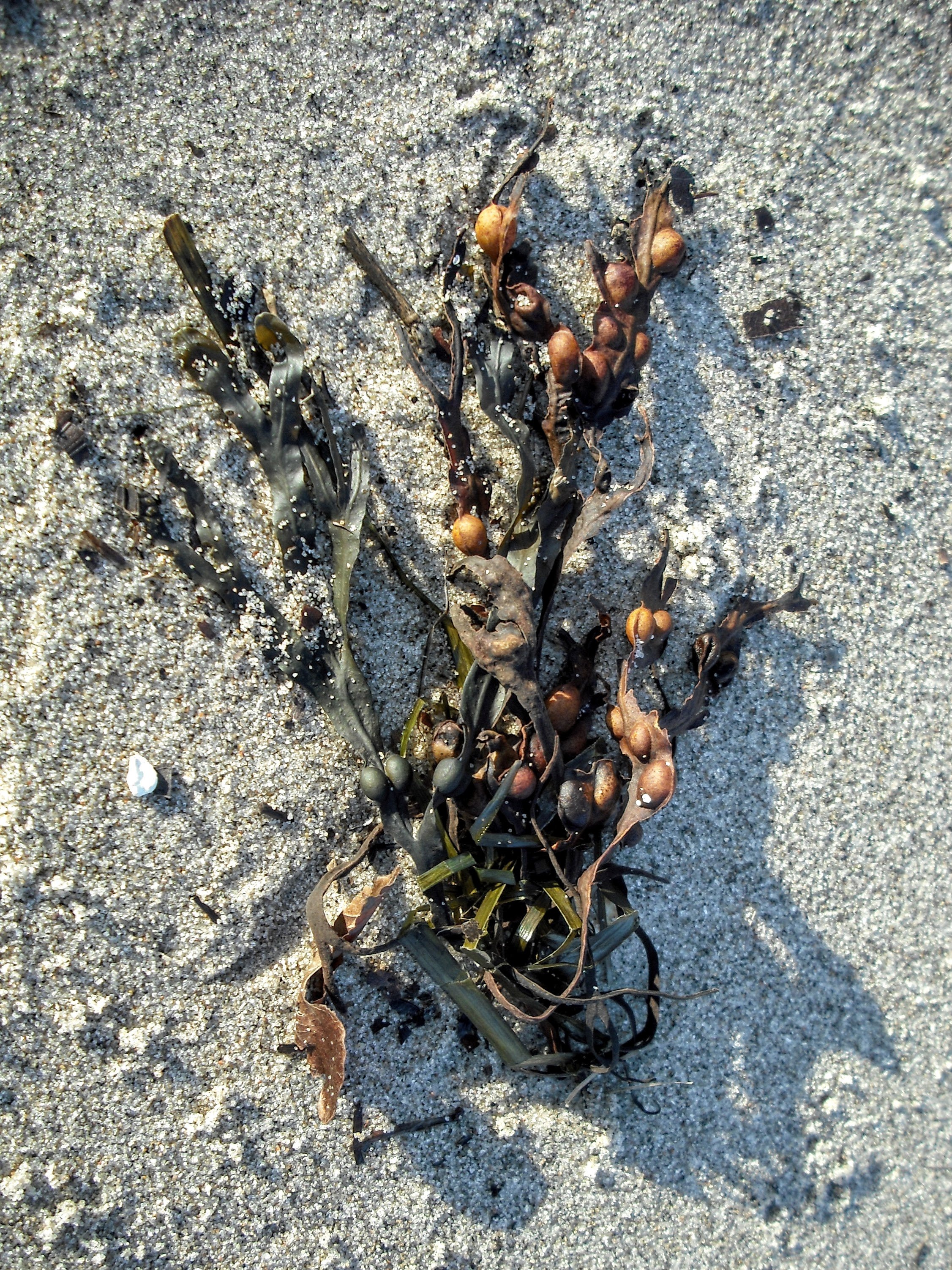 DSCF5269.jpg