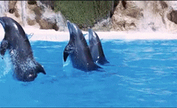 Quad Powered Dolphin-giphy.gif