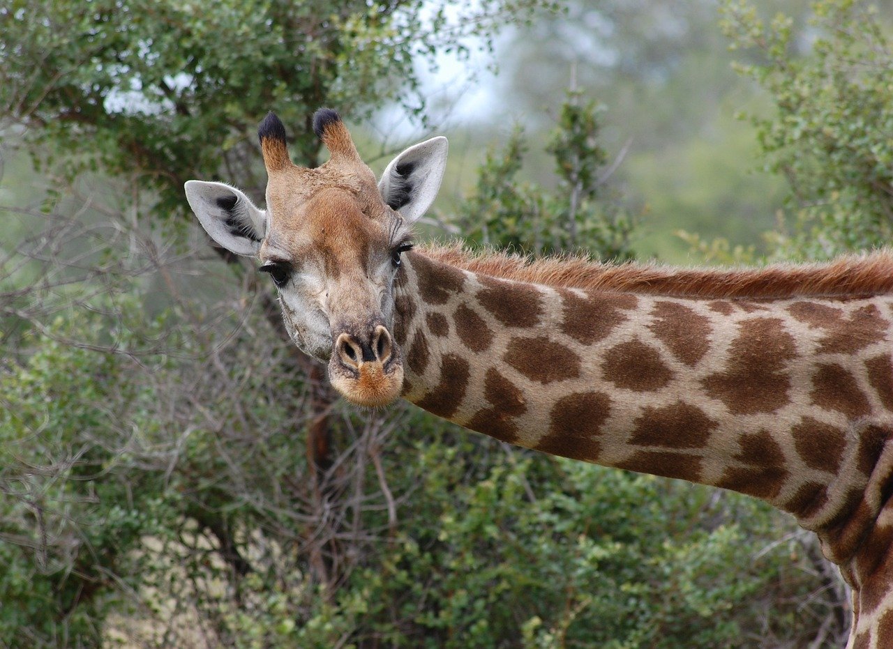 giraffe-281145_1280.jpg