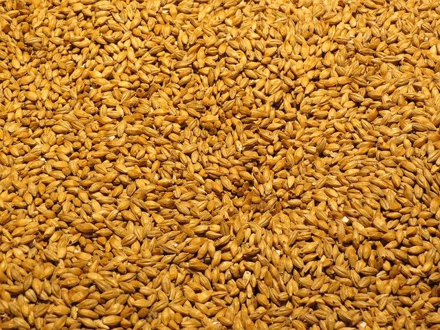 barley-2188470_640.jpg