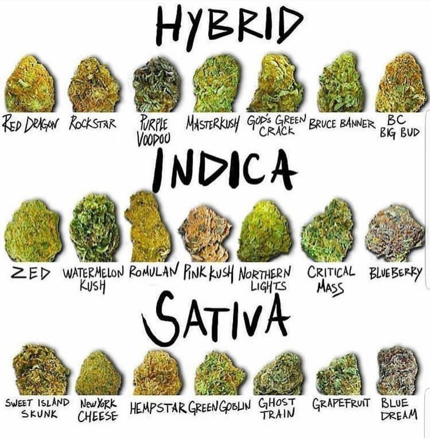 Sativa Vs Indica Chart, 7 best images about Sativa vs. Indica chart on