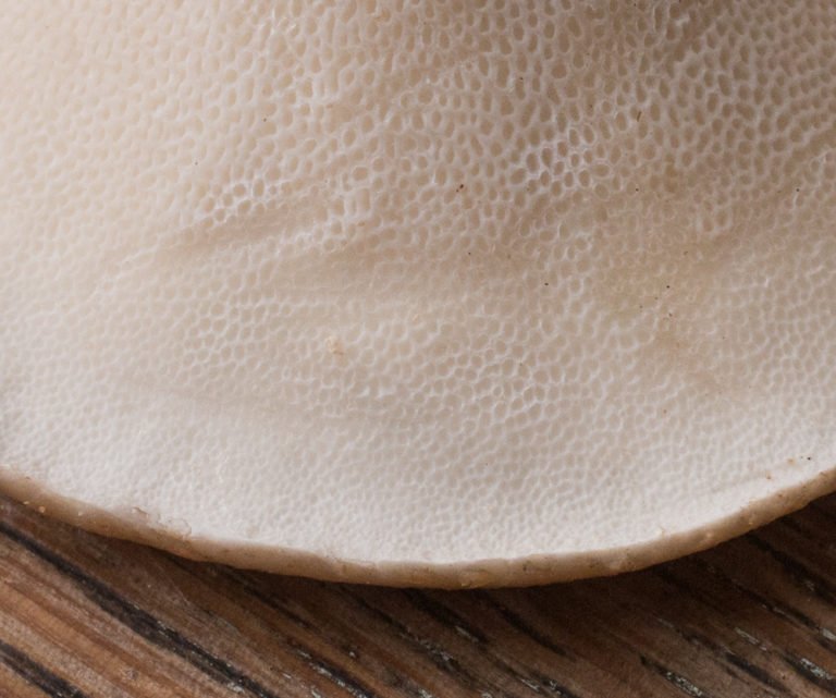 Dryad-saddle-or-pheasant-back-mushroom-pores-2-1-768x641.jpg