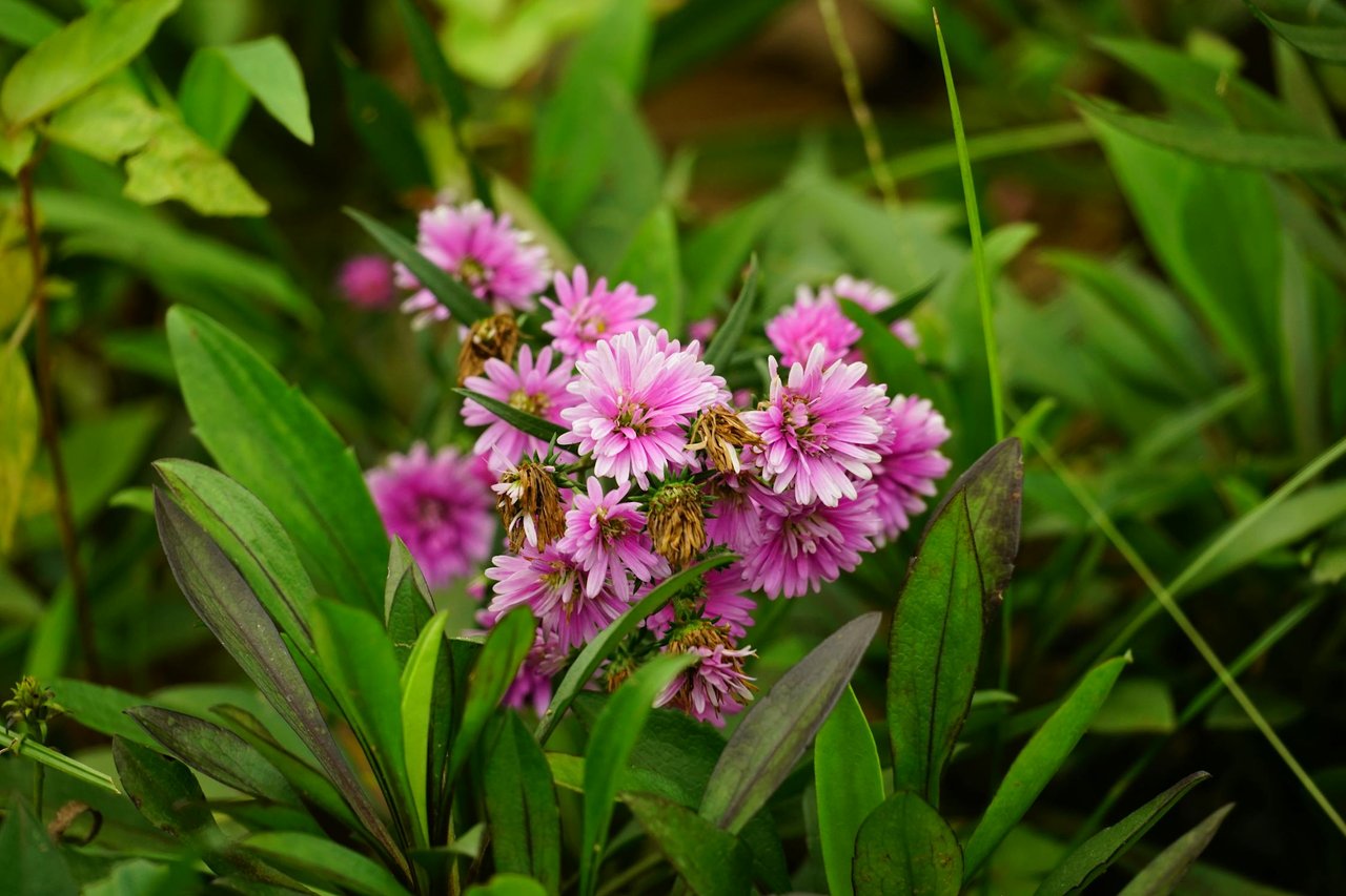 free-photo-of-close-up-of-pink-asters-growing-in-a-garden.jpeg