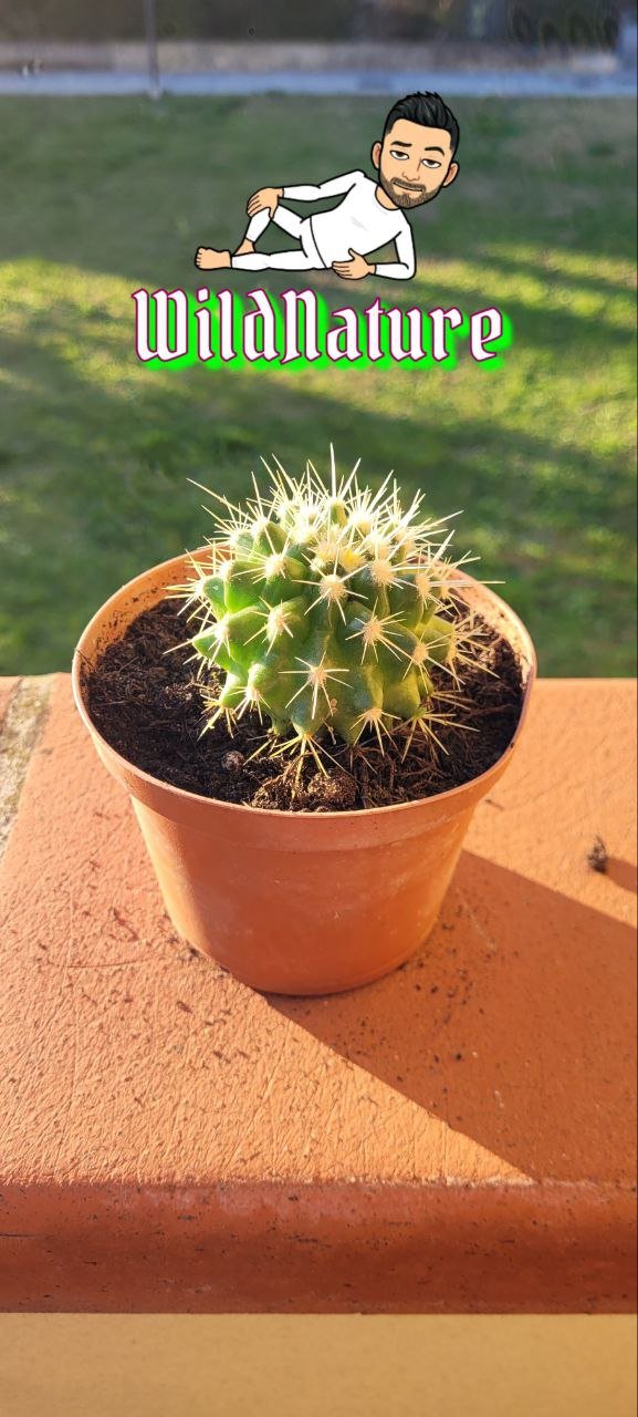 echinocereus coccineus.jpg