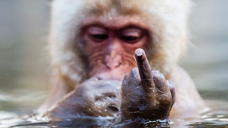 Baboon giving the finger.jpg