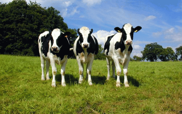 three-cows-fairies-624x390.gif