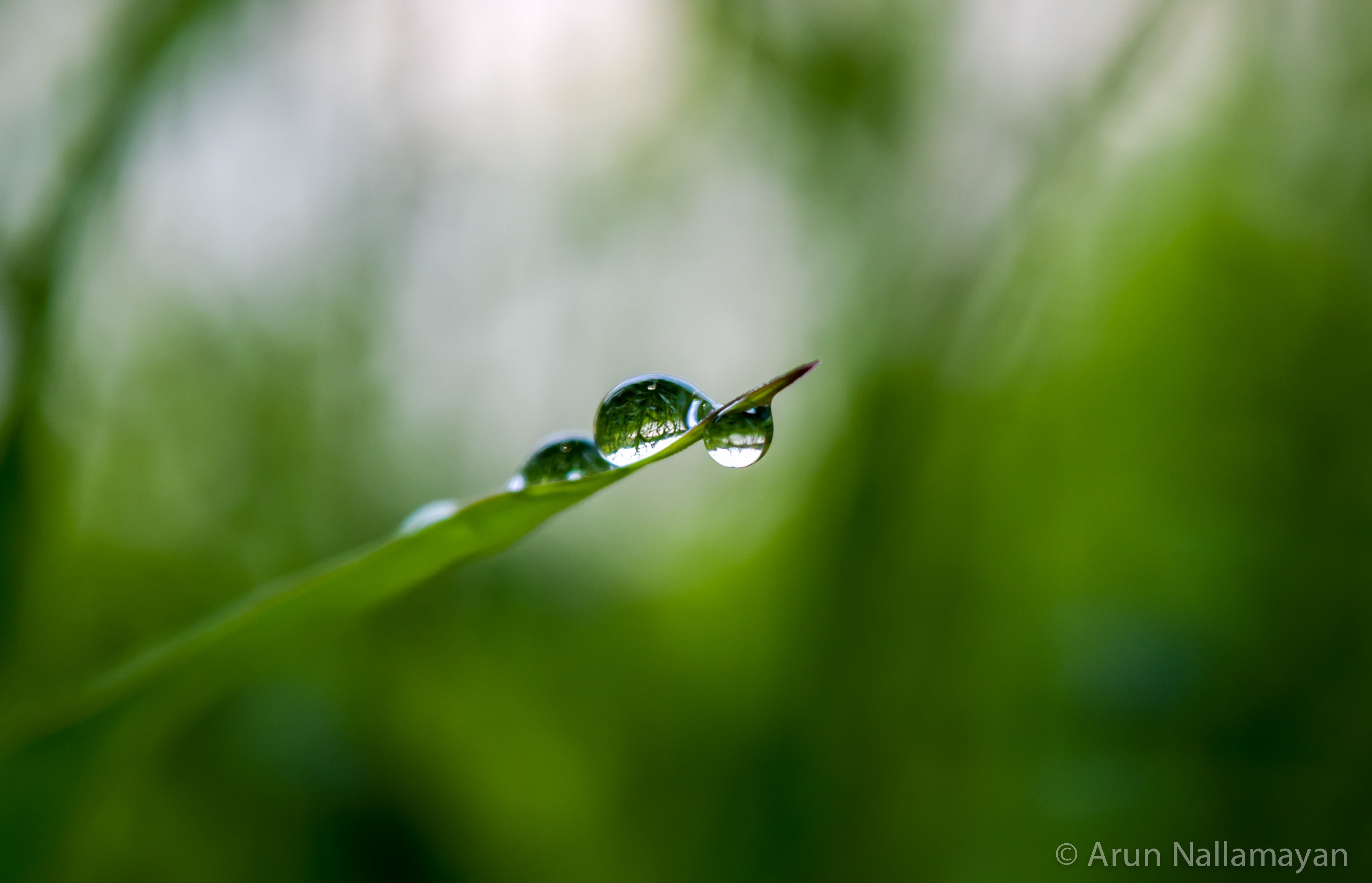 DSC_1574-2.jpg