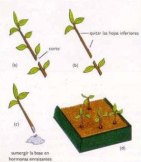 esqueje-2.jpg