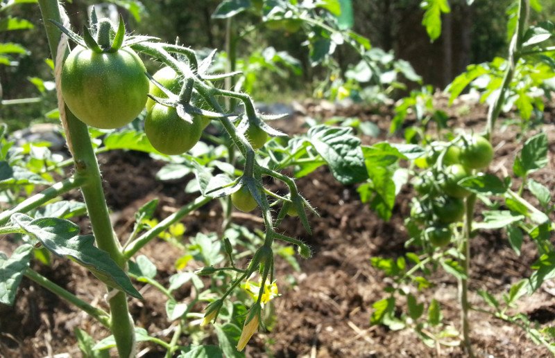 cherry_tomatoes_on_the_vine.jpg