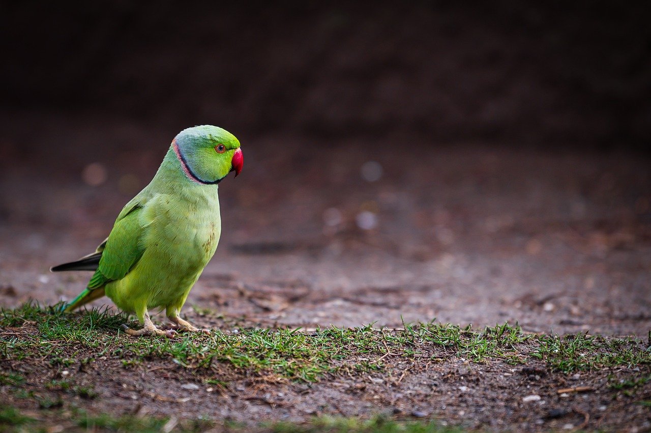 green-parrot-8593960_1280.jpg