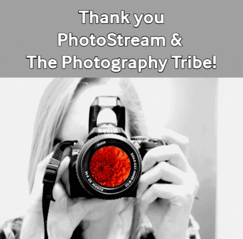 photo streem and photography tribe thank you.gif