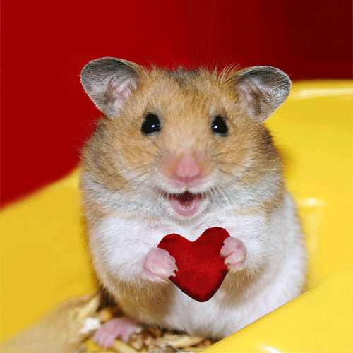 Rat love.gif