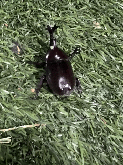 1000022039.gif