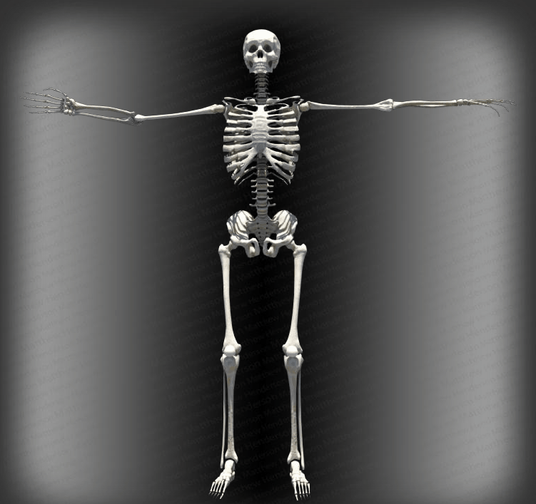 Skeleton1.gif