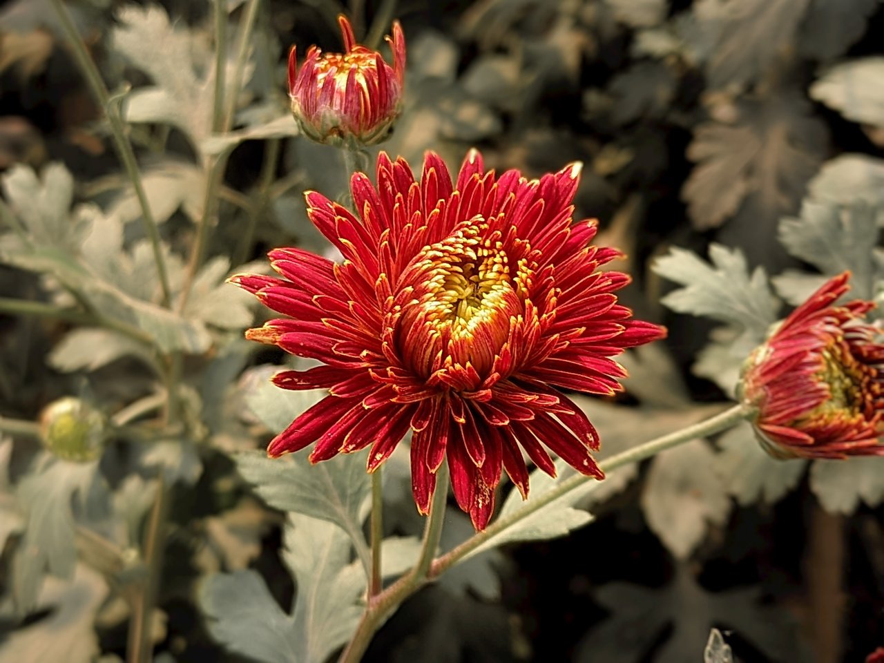 RIYAN_20240215_095758_🌻Black & Red Macro by TECH ZONE (L15).PORTRAIT.jpg