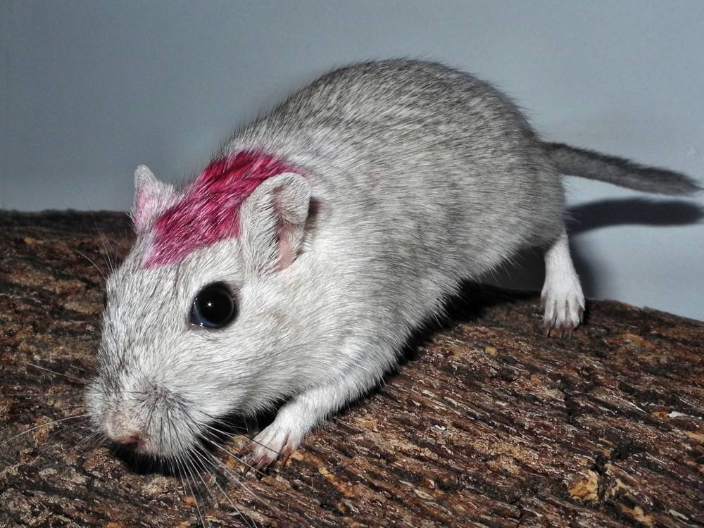 Rennmaus Bild des Tages