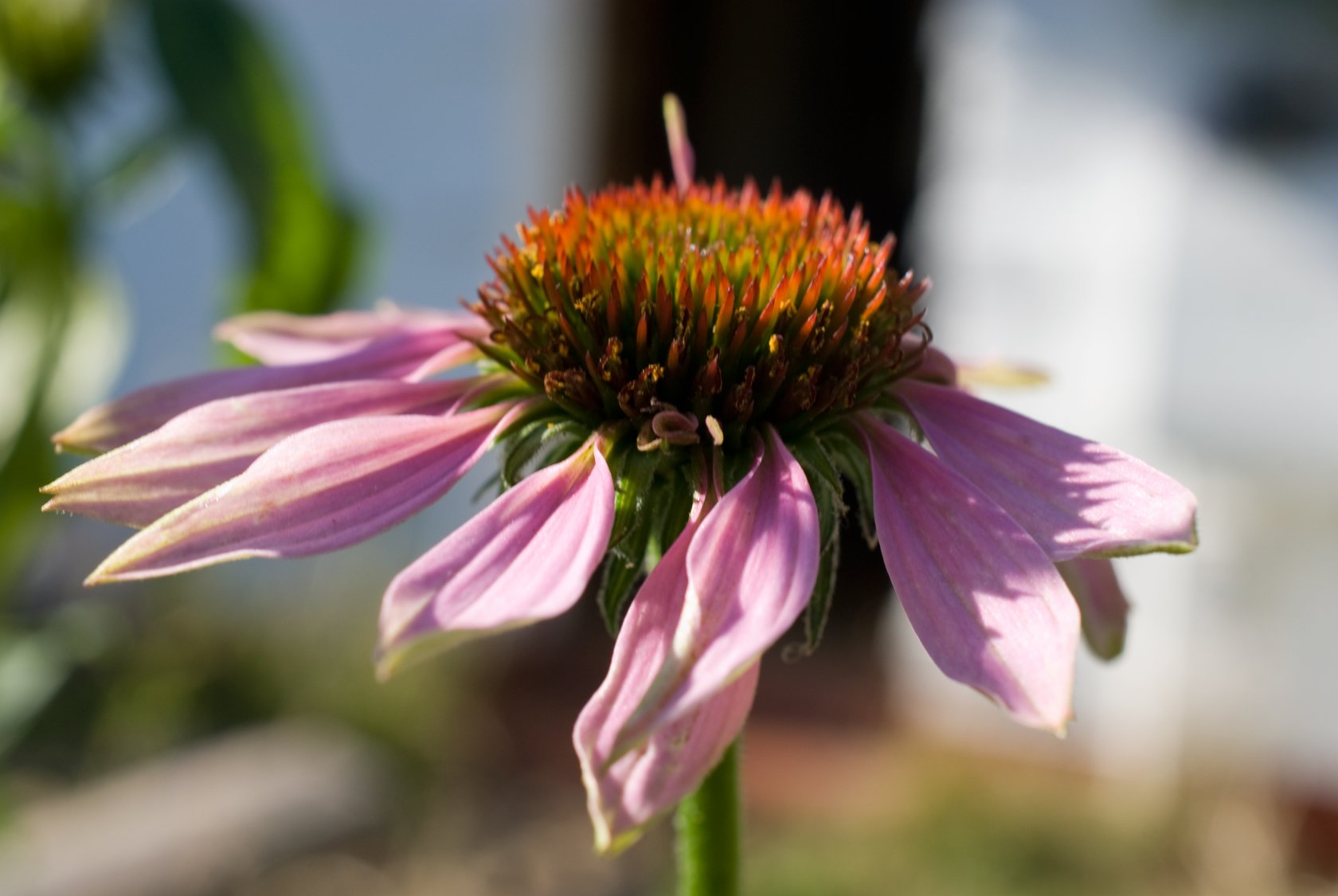 echinacea-01.jpg