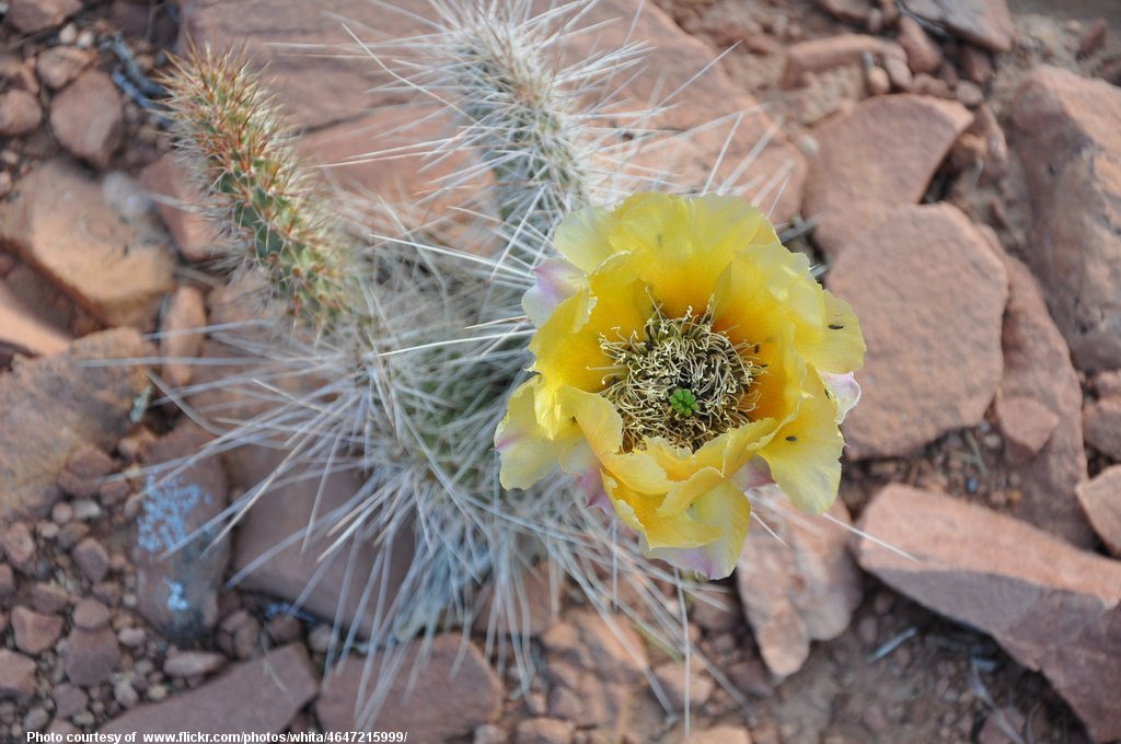 YellowCactusFlower-001-081218.jpg