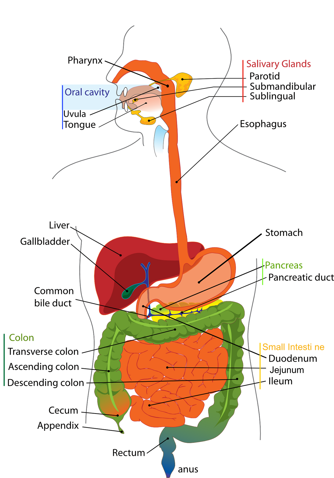 digestive-41529_1920.png