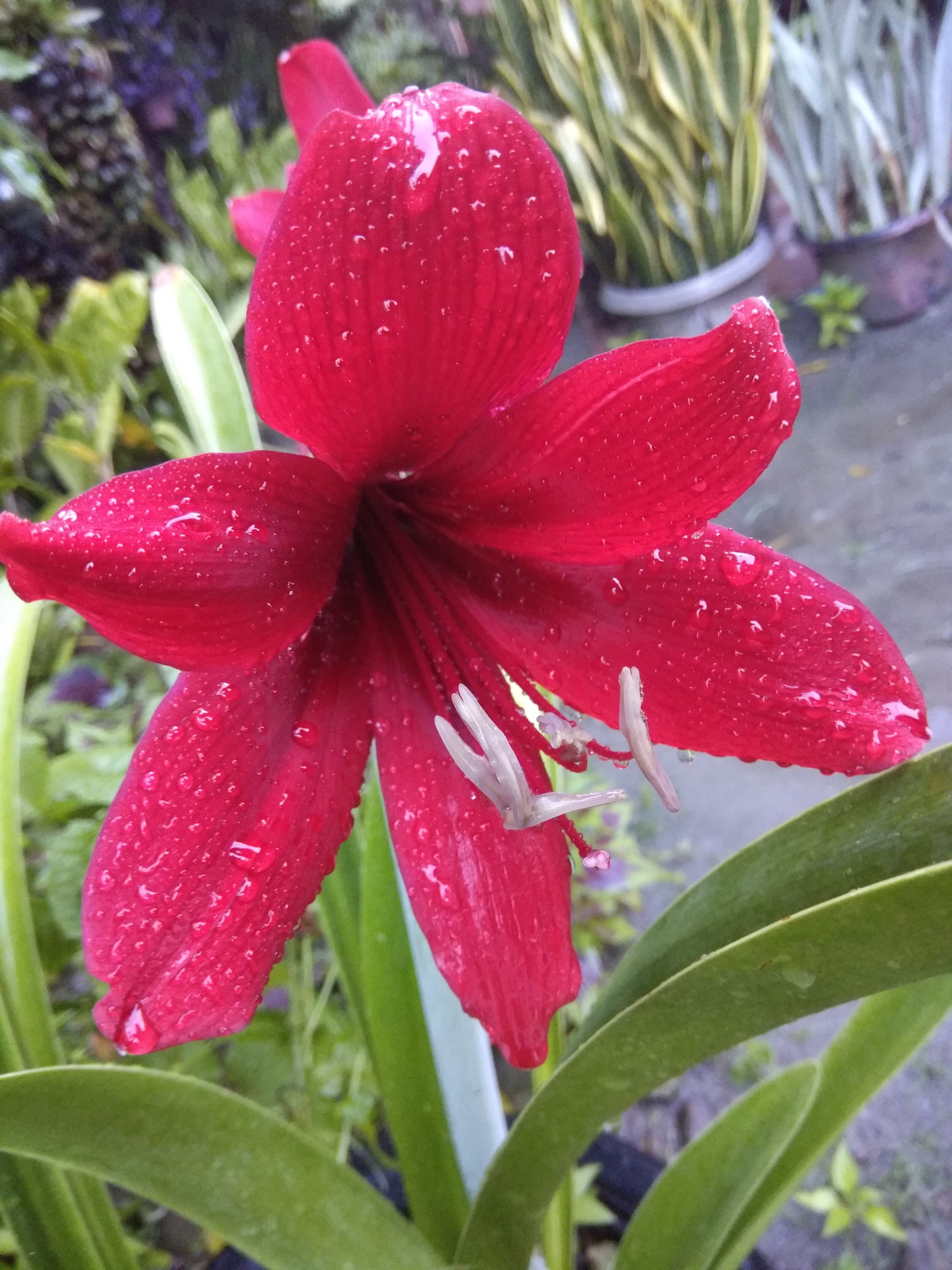 Paling Populer 25+ Bunga Lili Yang Sangat Indah - Gambar Bunga HD