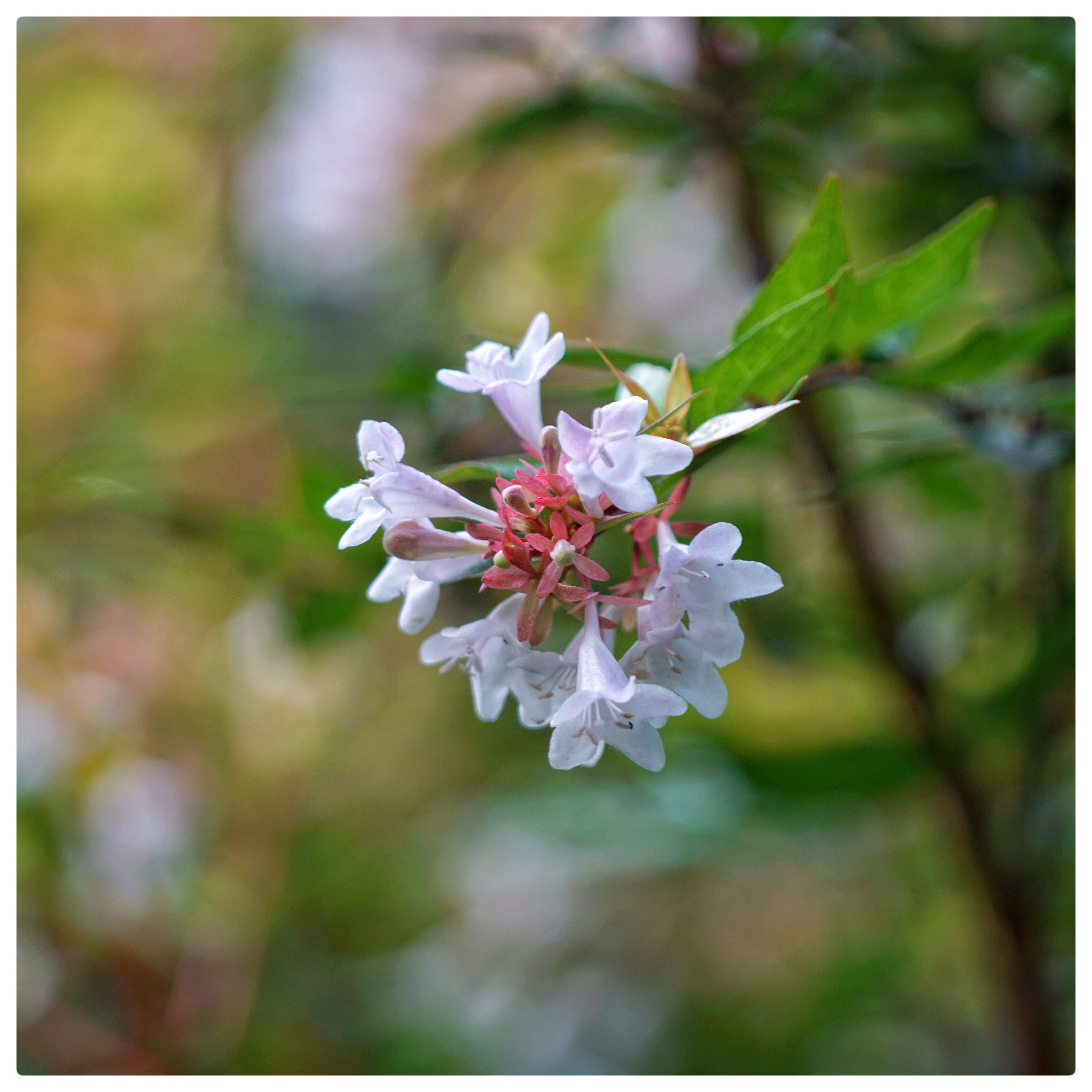 大花六道木 Steemkr