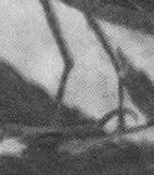 bird grey scale detail.jpg