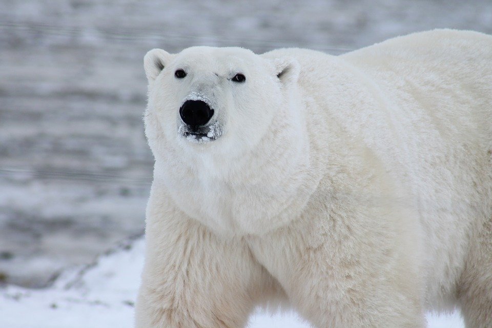 polar-bear-404314_960_720.jpg