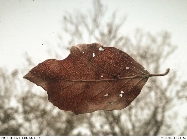 suspended leaf - by priscilla Hernandez (yidneth.com).jpg