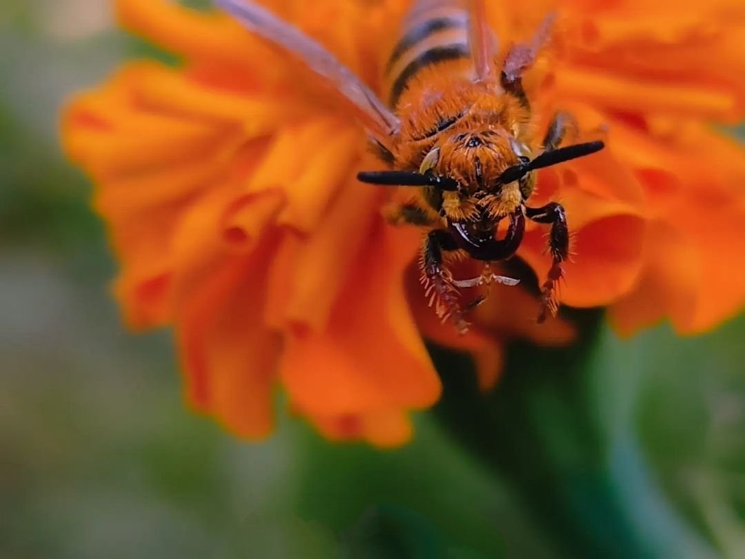 honey-bee-insect