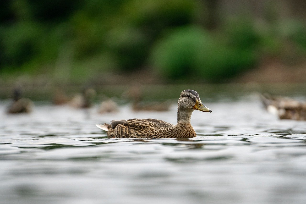 ducks-7312081_1280.jpg