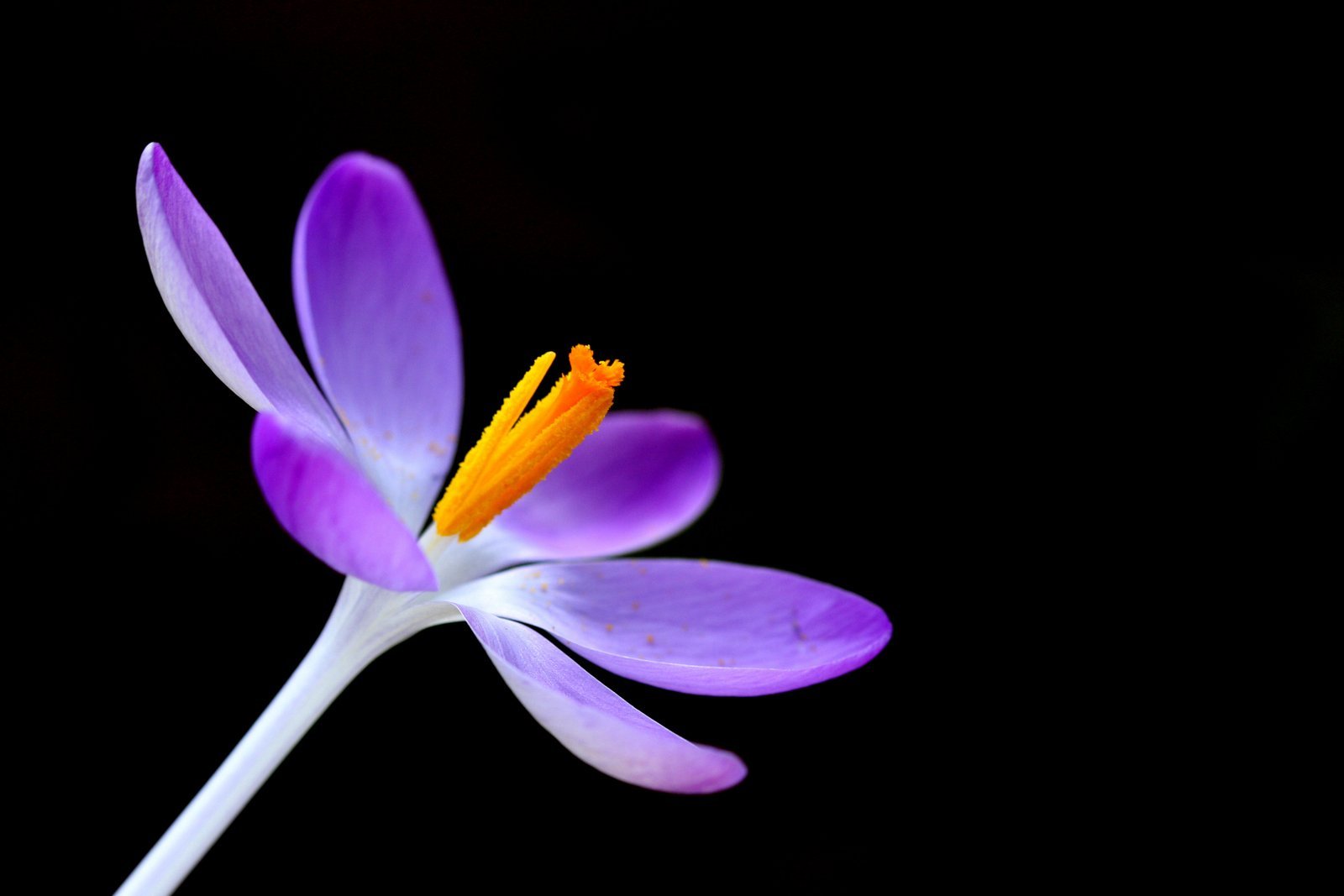 christian poster_Flower.jpg