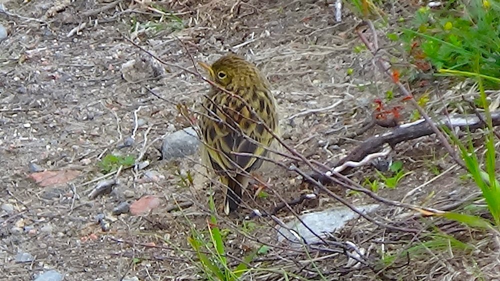 52 Baby siskin.jpg