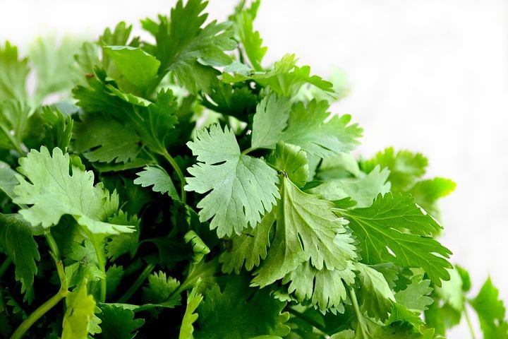 cilantro-1287301__480.jpg
