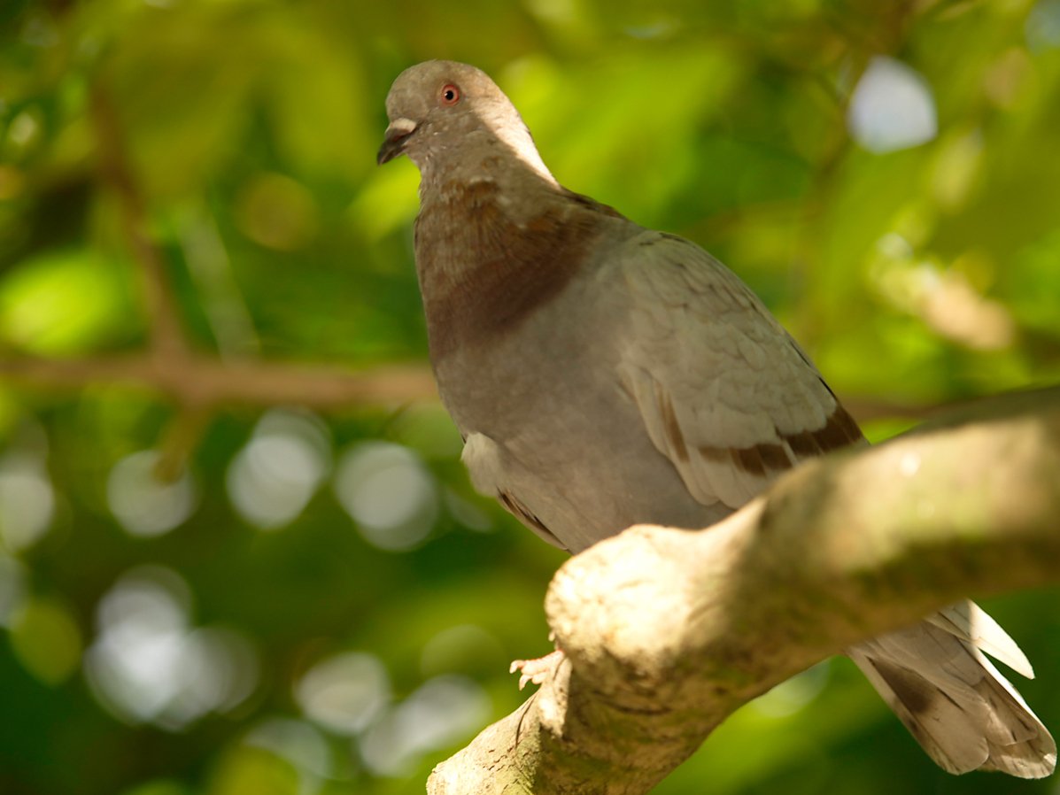 KownloonPigeon1Citycat at wikimedia toxo.jpg