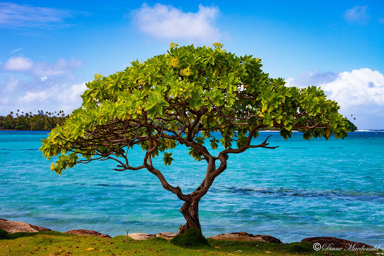 spreading tree marae anini.jpg