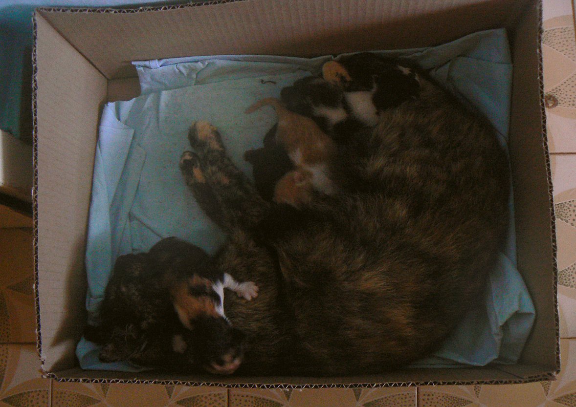 P1910860samoMALO.jpg