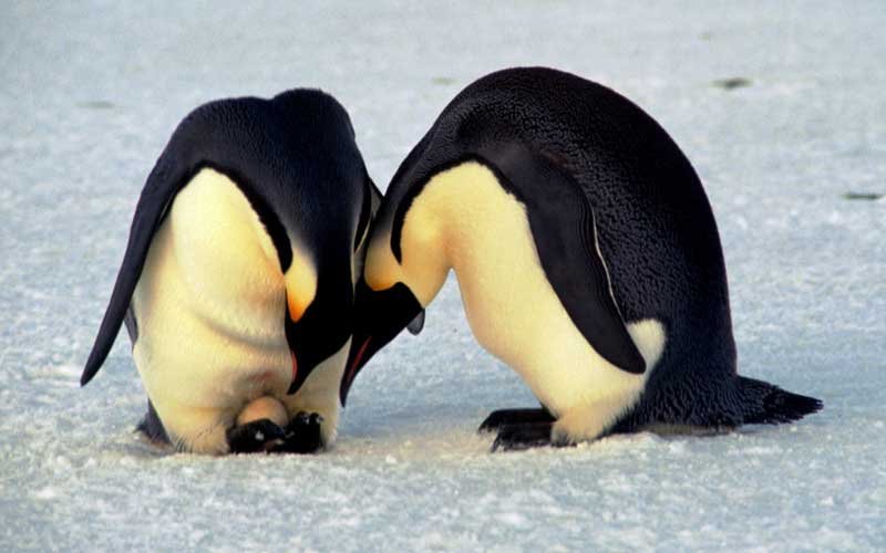 reproduccion_del_pinguino.jpg