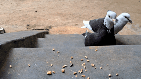 1000016318.gif