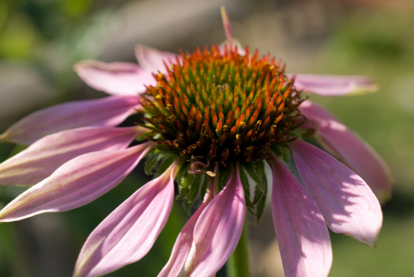 echinacea-02.jpg