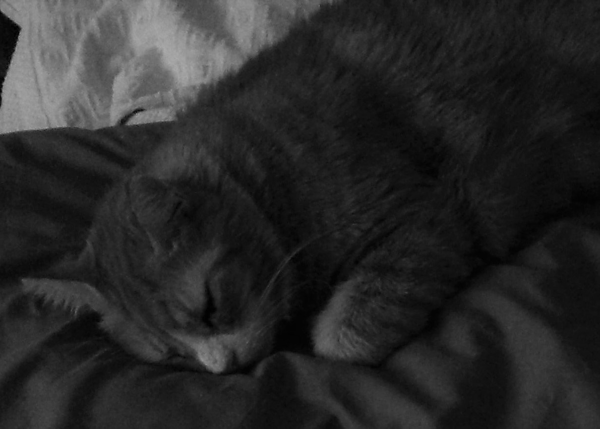 Cat Photography, B&W Toffee Sleeping Closeup, May 28 2017.jpg