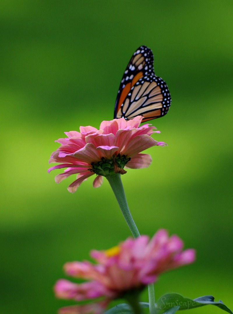 petals%20zinnia%20sunscape.jpg
