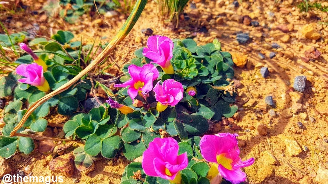 flowerseffectS.jpg
