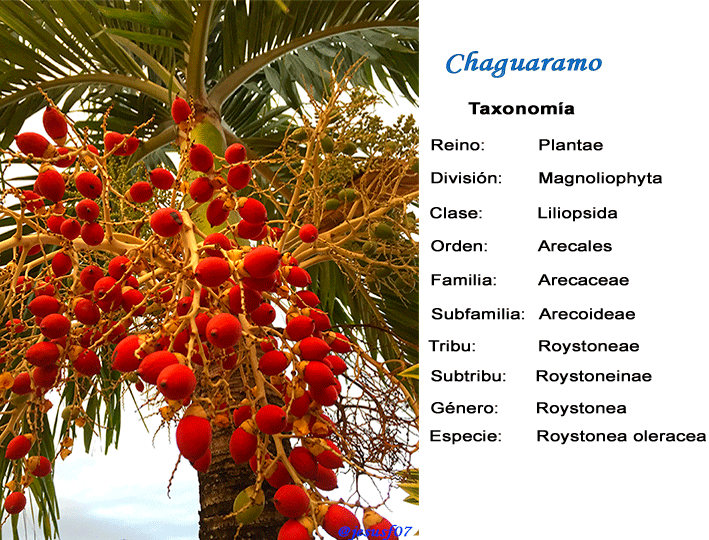 Chaguaramos-1.gif