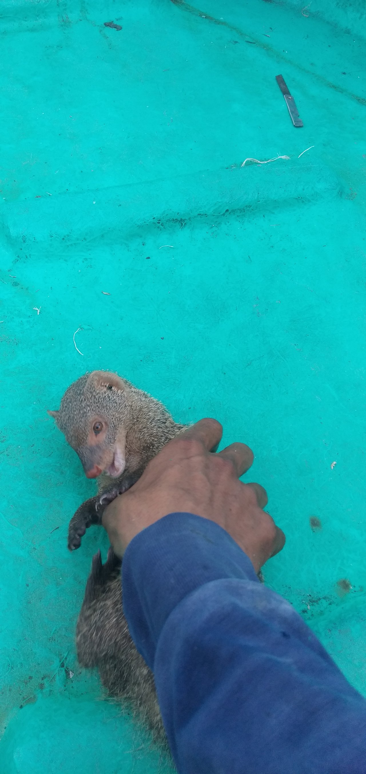 Dwarf Luwak Adalah Bintang Liar Yang Sulit Untuk Kita Jumpai