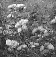 flowers greyscale detail.jpg