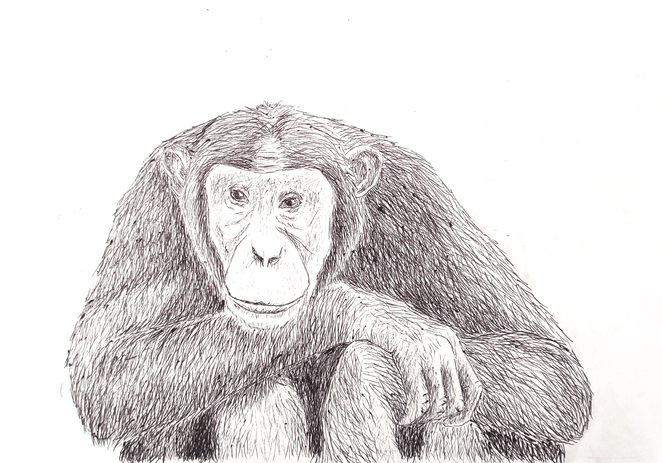 chimpancé.gif