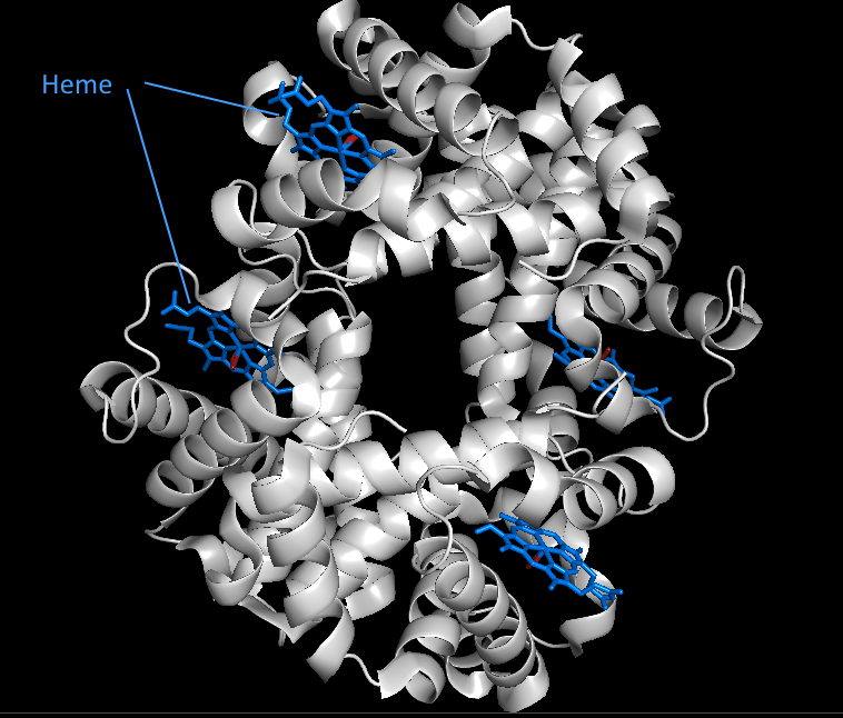 haemoglobin.png