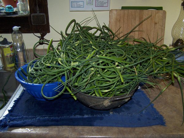 Pesto - washed scapes crop June 2018.jpg